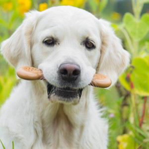favorite nylon bone