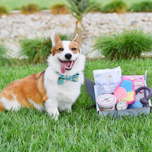 corgi dapper dog