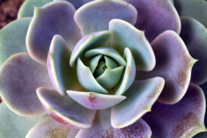 succulent break bad habits